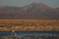 San Pedro de Atacama, Laguna de Chaxa and Toconao - Half day 1