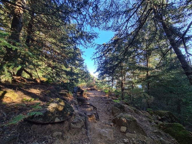 Private Hiking with transfer |  Bosque de Pinsapos "Sierra Bermeja" photo 6