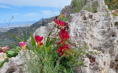 Private Half-Day Walking Tour in Chania's Orthodox Gorge