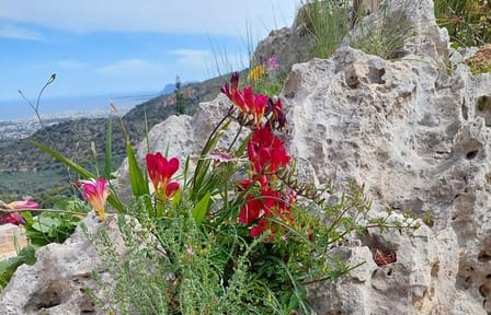 Private Half-Day Walking Tour in Chania's Orthodox Gorge