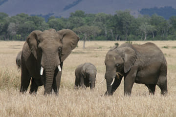 7-Day Luxury Safari and Beach Experience in Kenya