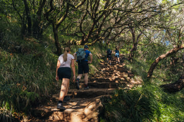 Hiking Tour of 25 Fontes and Risco Levada in Madeira