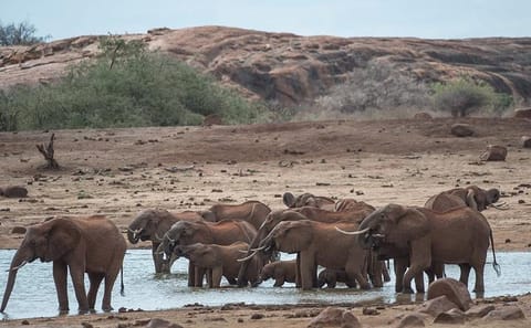 Private 4-Day Wildlife Safari in Amboseli and Tsavo, Kenya