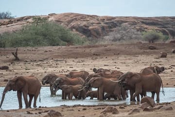 Private 4-Day Wildlife Safari in Amboseli and Tsavo, Kenya