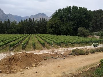 Thelema vineyard Stellenbosch