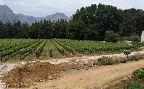 Private Cape Town City Bowl and Constantia Wine Tour