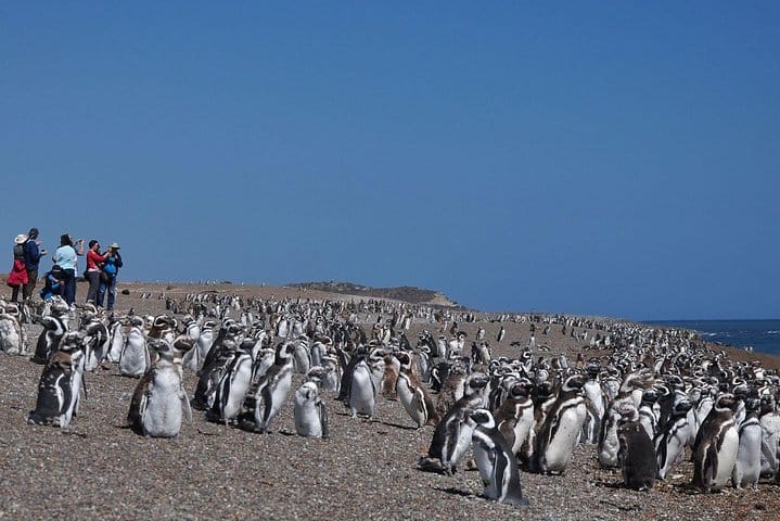 Estancia San Lorenzo: Home to the Largest Penguin Colony