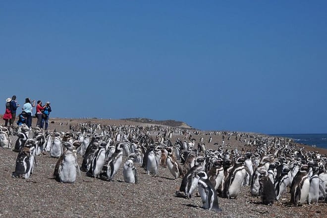 Estancia San Lorenzo: Home to the Largest Penguin Colony photo 5