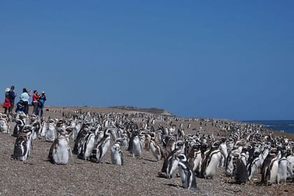 Estancia San Lorenzo: Home to the Largest Penguin Colony