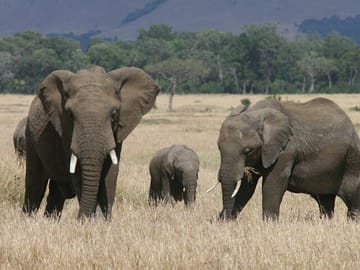 5-Day Group Tour of Masai Mara, Nakuru, and Naivasha