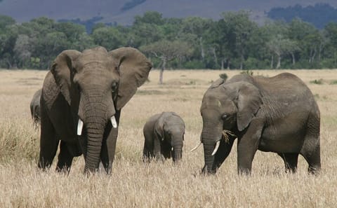 5-Day Group Tour of Masai Mara, Nakuru, and Naivasha
