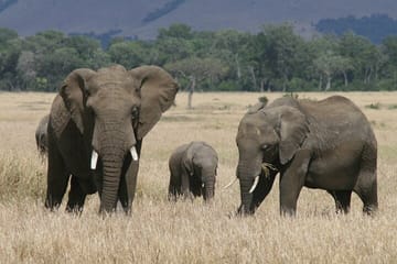 5-Day Group Tour of Masai Mara, Nakuru, and Naivasha