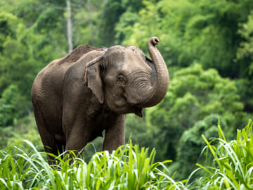 Playful Half-Day Elephant Sanctuary Adventure