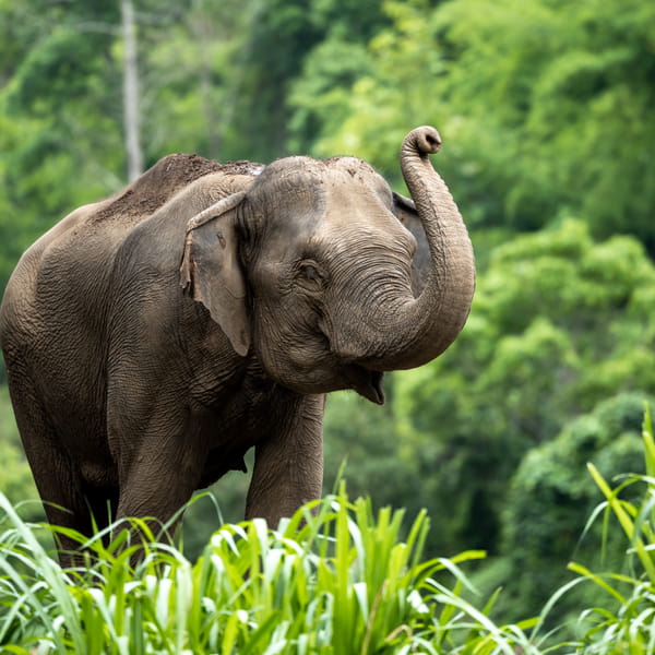 3- Hours Elephant Meet, Greet and Eat