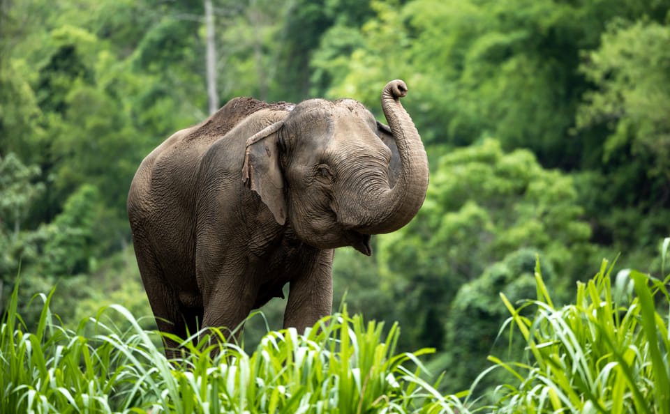 Playful Half-Day Elephant Sanctuary Adventure