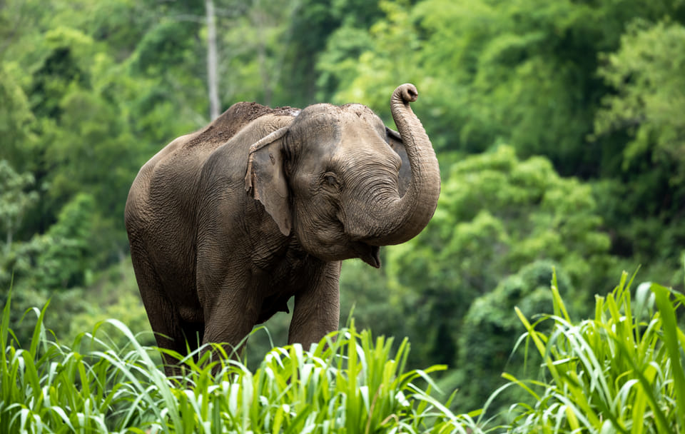 Playful Half-Day Elephant Sanctuary Adventure