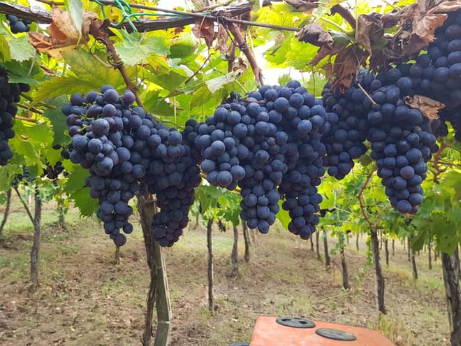 Vineyards grapes for wine Pian di Mare production
