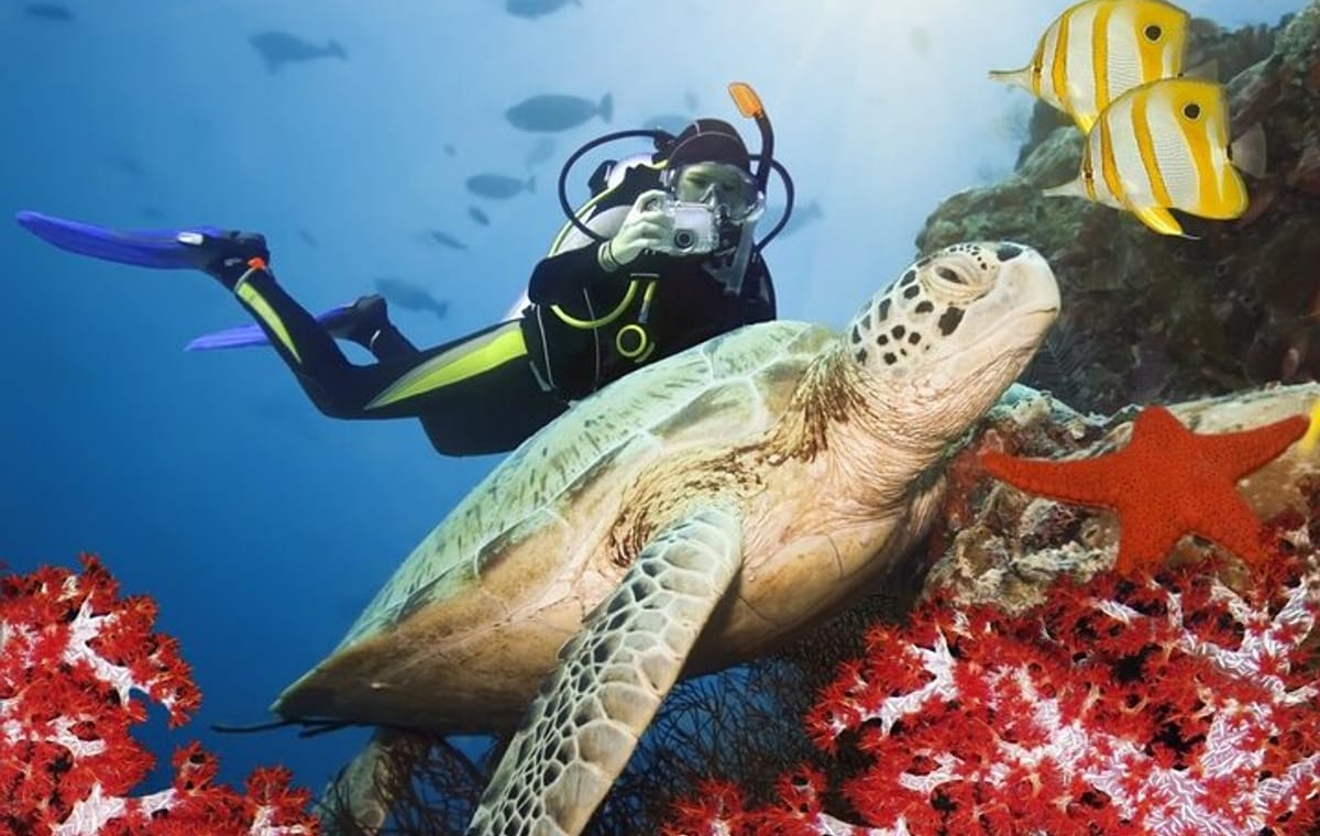 Scuba Diving Experience in Kusadasi with Instructor and Transfer