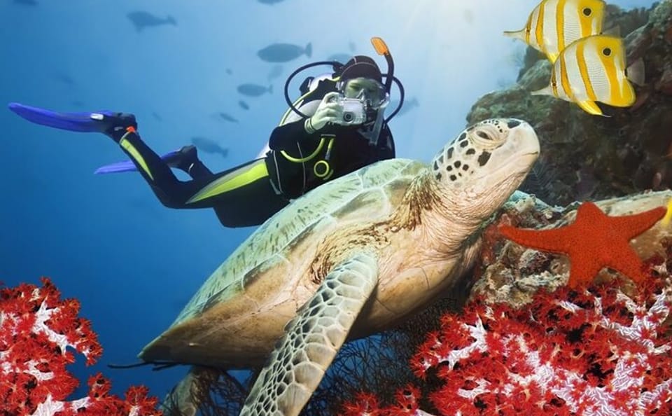 Scuba Diving Adventure in Kuşadası with Professional Guide