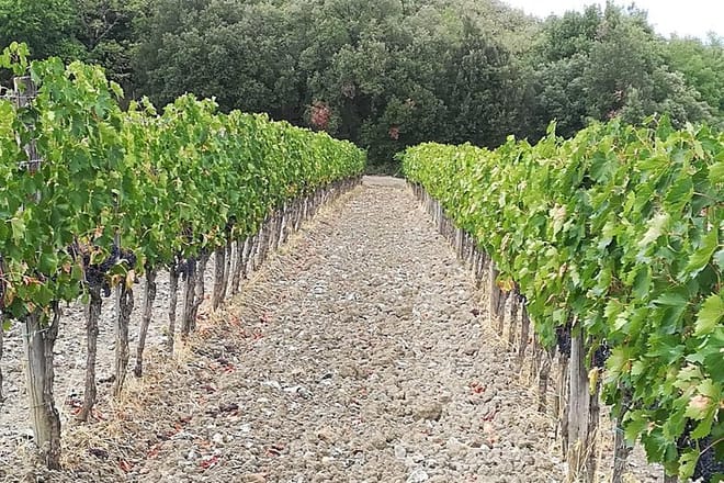 PRIVATE TOUR: Pisa & Siena in one day with Wine tasting & Lunch in Chianti - Photo 4
