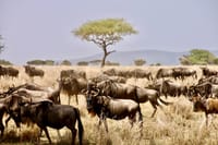 4 days,3 nights group joining lodge safari to Serengeti ,Ngorongoro and Manyara 1