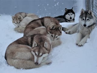 Siberian Husky Kennel Visit, photo 10