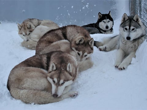 Siberian Husky Kennel Visit, photo 10