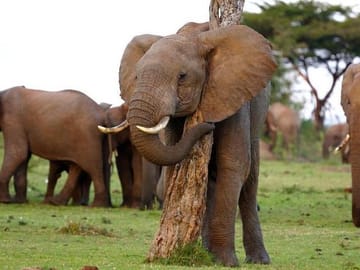 5-Day Private Safari to Lake Nakuru and Maasai Mara, Kenya