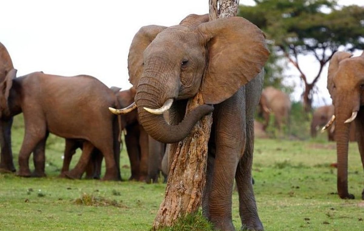 Nakuru and Naivasha Lake Maasai Mara 5-Day Private Safari