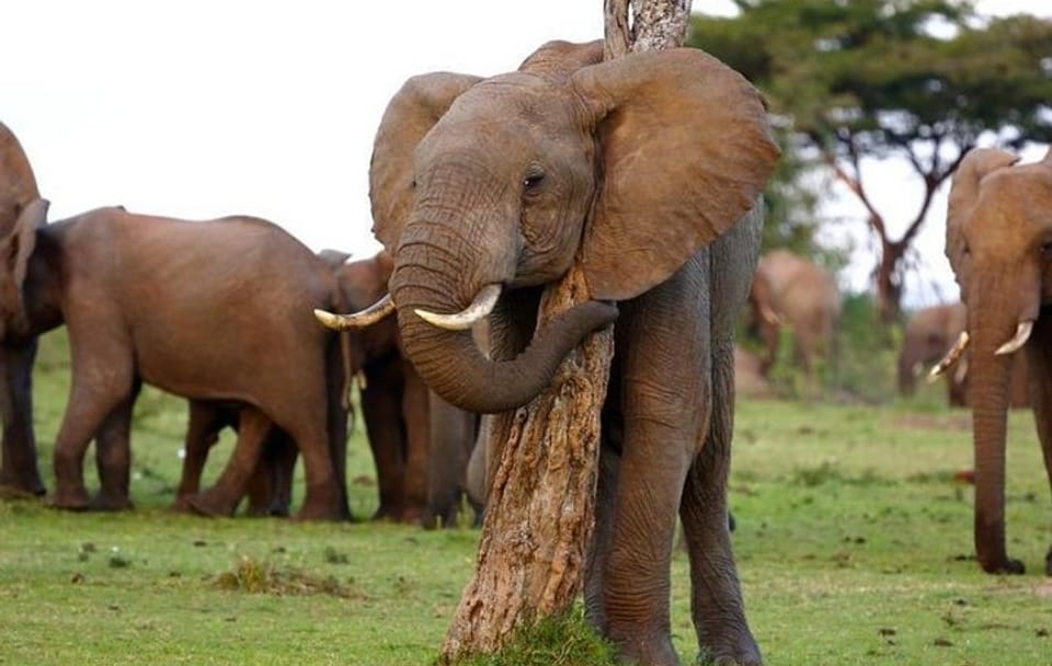 5-Day Private Safari to Lake Nakuru and Maasai Mara, Kenya