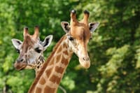 Two giraffes at Giraffe Center