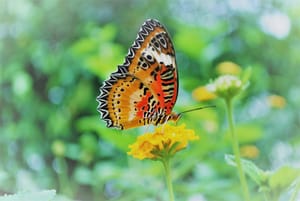 Alghero: visit to the Butterfly House