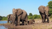 3 Days National Park Safari Trail  1