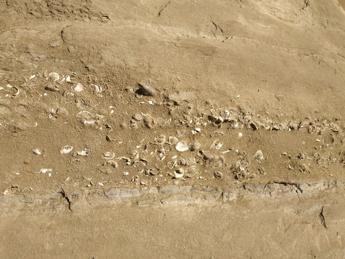 fossilized mollusks at vashlovani national park