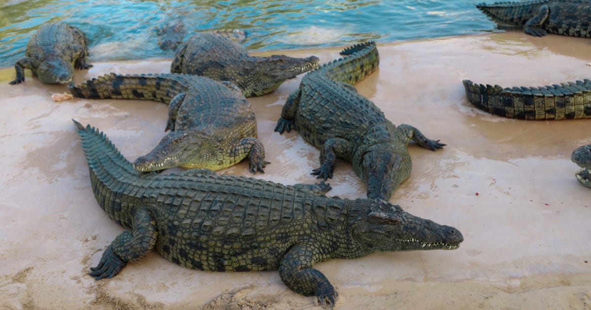 Dubai Crocodile Park, Dubai Mall Shopping, Burj Khalifa 124/125th floor and Musical Fountain Show tour with Private Transfers