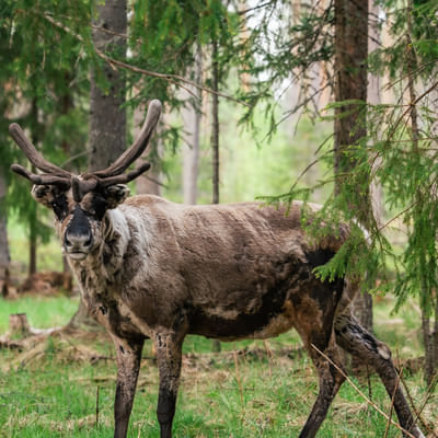Taava Reindeer Farm – Reindeer & Lapland Traditions Year-Round