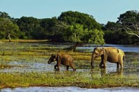 Yala National Park Safari from Galle 8