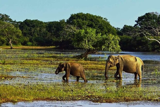 Yala National Park Safari from Galle 8