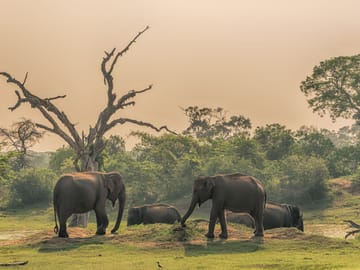 Kandy Adventure Day Tour: Hiking and Wildlife Exploration