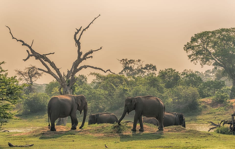 Kandy Adventure Day Tour: Hiking and Wildlife Exploration