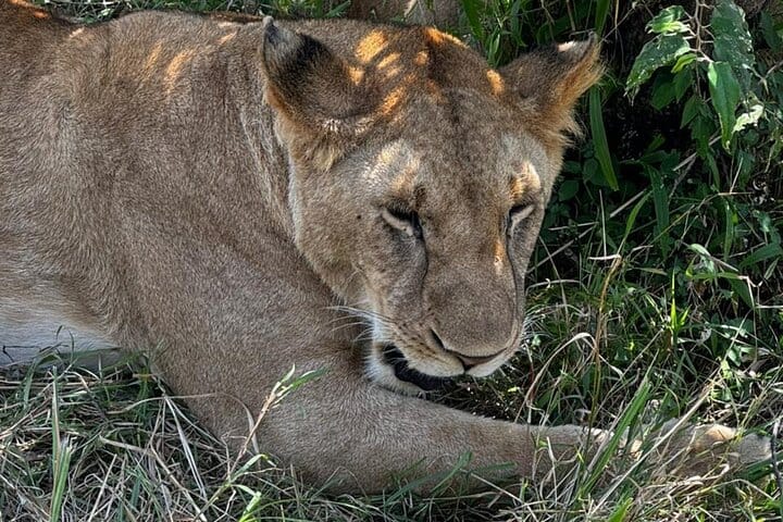 3 Days Masai Mara Midrange Group Safari