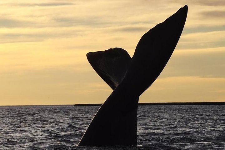 Puerto Madryn Adventure: Explore Valdés Peninsula & Punta Tombo