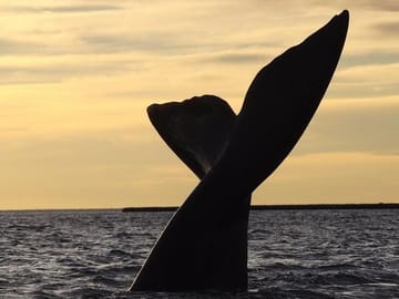 Peninsula Valdes Whale Watching