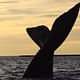 Peninsula Valdes Whale Watching