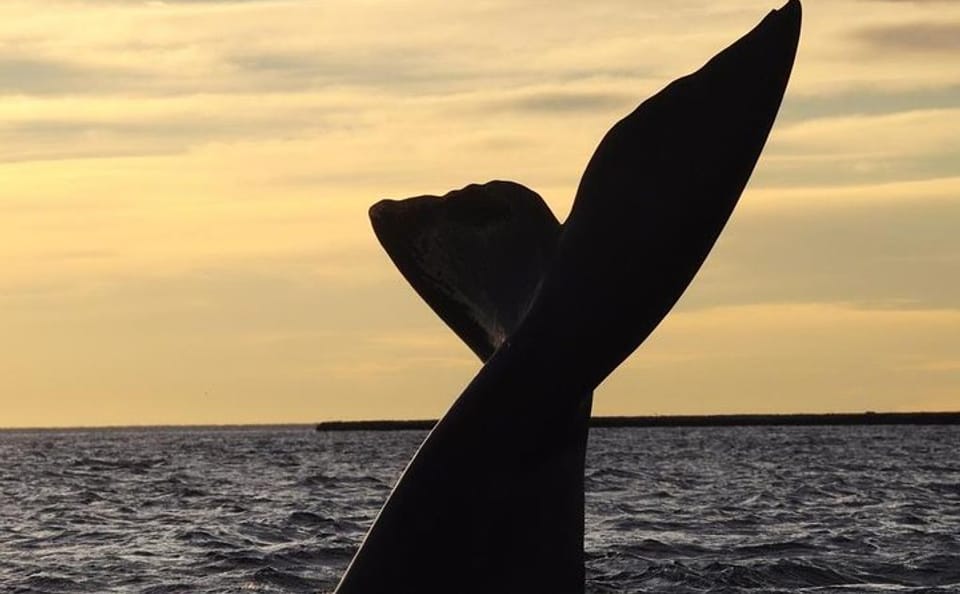 4-Day Wildlife and Nature Tour in Puerto Madryn, Argentina