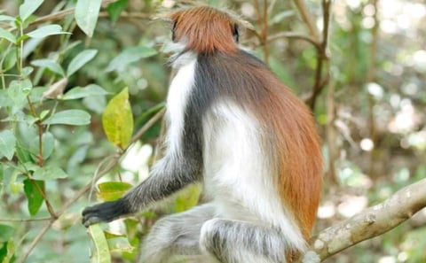 Jozani Forest, Salaam Cave and Mtende Beach Tour