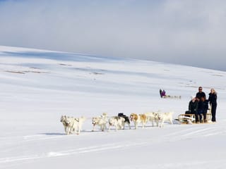 Dog Sledding Near Reykjavik , photo 22
