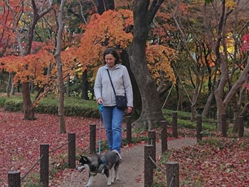 Tokyo Private Autumn Leaves Walk with a Shiba Inu