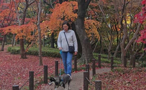 Tokyo Private Autumn Leaves Walk with a Shiba Inu