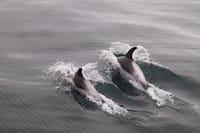 Whales & Sea Angling 6